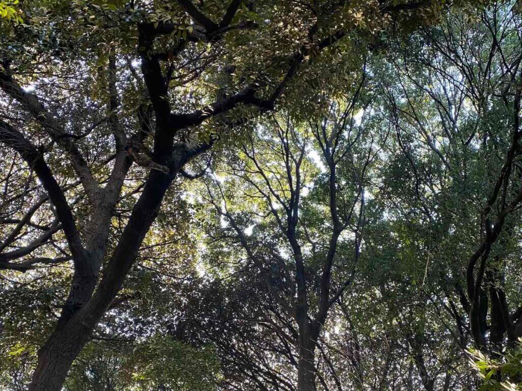 小石川植物園でのデジタルデトックス・セラピーのイメージ写真